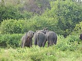 Éléphants sri-lankais.Category:ElephantsCategory:Unidentified Elephantidae