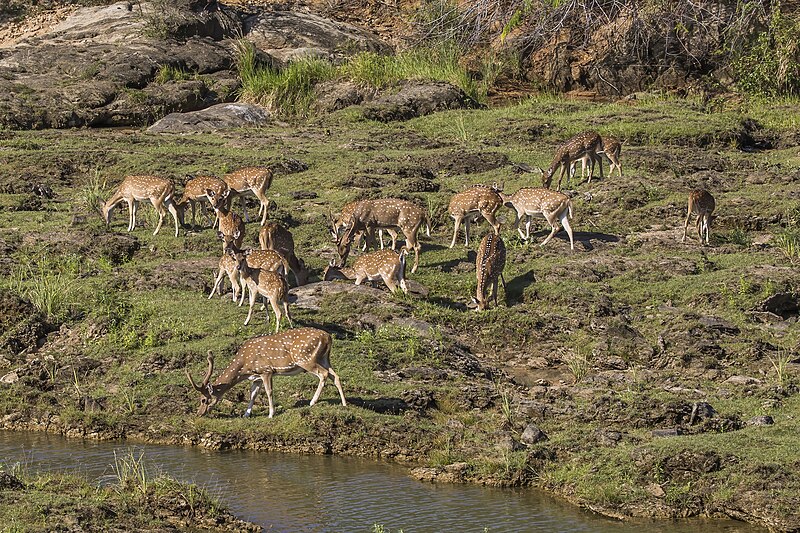 File:Sri Lankan spotted deer (Axis axis ceylonensis) males and females.jpg
