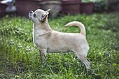 Excellent example of a smooth coat Chihuahua