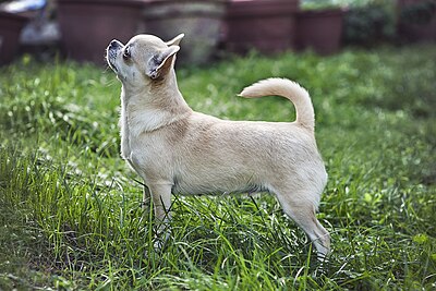 Profile of apple-head dog