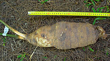 Underground tuber stem Stangeria lignotuber.jpg