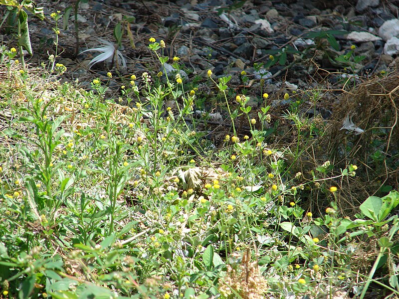 File:Starr 080531-4853 Medicago lupulina.jpg