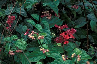 <i>Clerodendrum splendens</i> Species of flowering plant