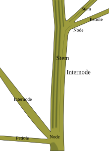 Parts of plant stem Stem nodes.svg