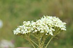 Miniatura para Stevia serrata