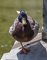 A male mallard at the fountain at the empress Elisabeth monument in the Volksgarten, Vienna