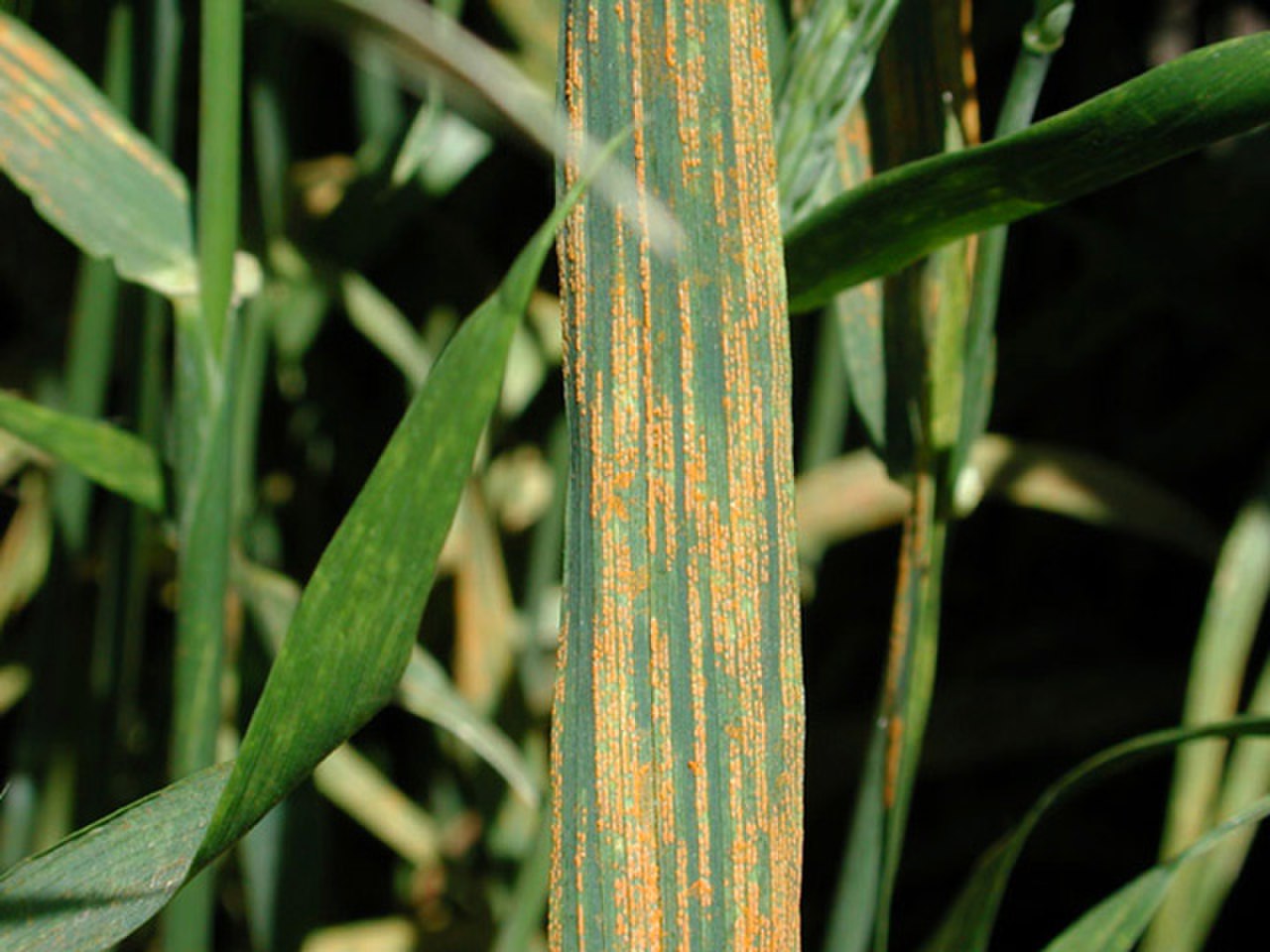 Yellow rust in wheat фото 10