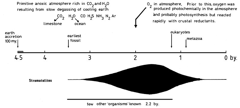 File:Stromatholithes099.jpg