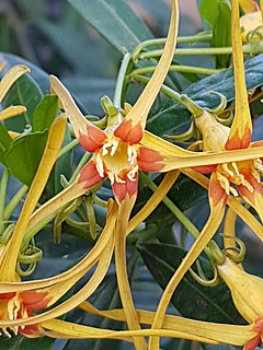 <i>Strophanthus speciosus</i>