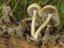 The gills of this young specimen are still grayish. Stropharia semiglobata 38288.jpg