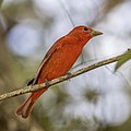 * Nomination Summer tanager (Piranga rubra) male --Charlesjsharp 11:15, 10 April 2023 (UTC) * Promotion  Support Nice work --Mister rf 11:18, 10 April 2023 (UTC)