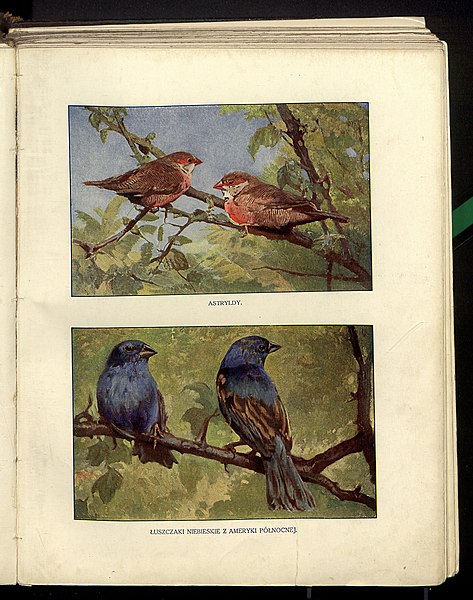 File:Swiat zwierzat. T. 2, Ptaki, gady, ryby itd 1913 - (22420780).jpg