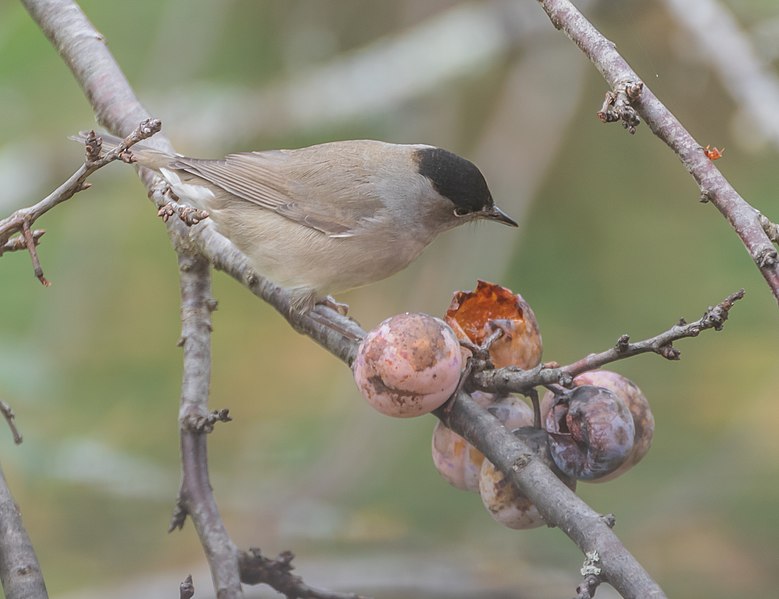 File:Sylvia atricapilla male in Aveyron (7).jpg