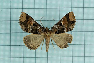 <i>Sypnoides</i> Genus of moths