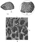 Miniatura para Syringammina fragilissima