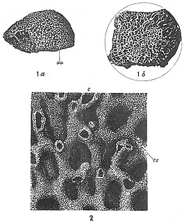 <i>Syringammina fragilissima</i> Xenophyophore (giant unicellular organism)