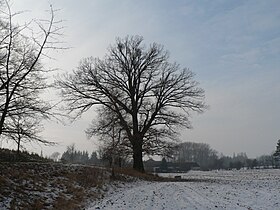 Třeština