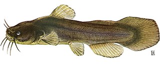 <span class="mw-page-title-main">Tadpole madtom</span> Species of fish