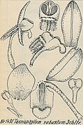 Taeniophyllum robustum