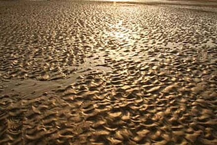 Dunes along the beach