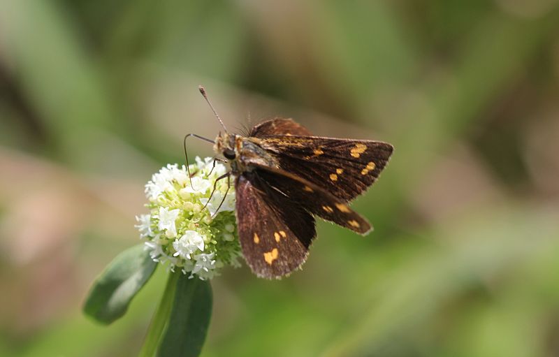 File:Tamil grass dart open.JPG