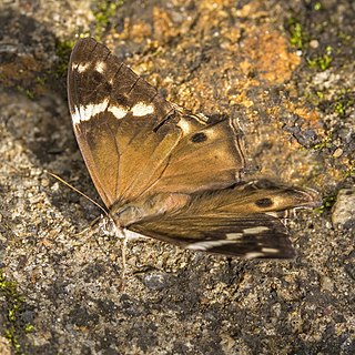 <i>Lethe drypetis</i> Species of butterfly