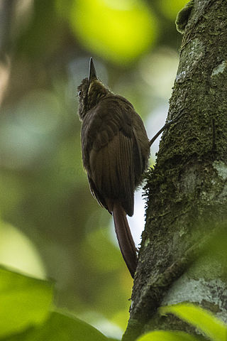 <span class="mw-page-title-main">Tawny-winged woodcreeper</span> Species of bird
