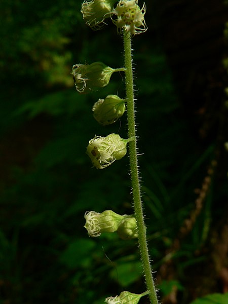 File:Tellima grandiflora 11203.JPG