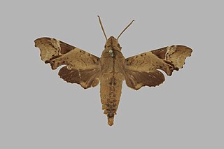 <i>Temnora camerounensis</i> Species of moth