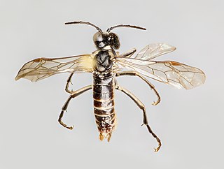 <i>Tenthredo obsoleta</i> Species of sawfly