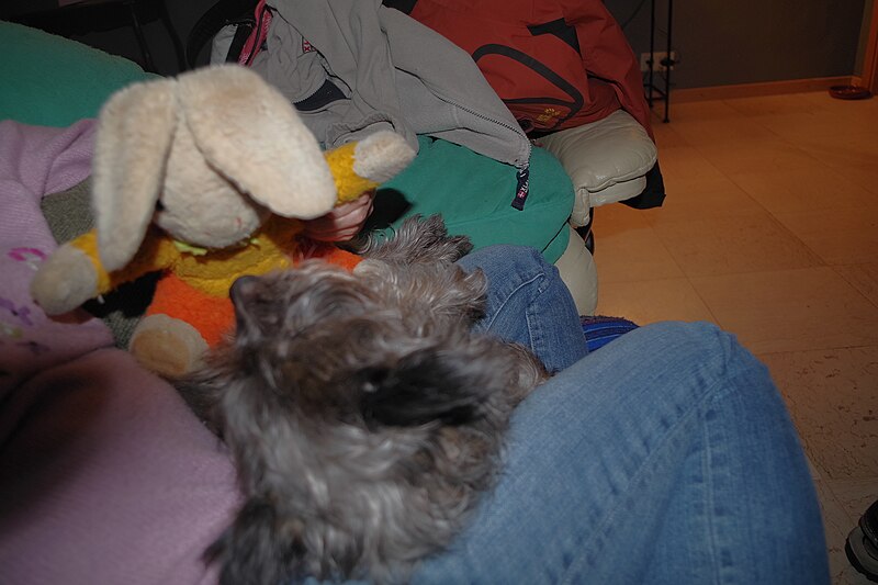 File:Terrier with Teddy.jpg