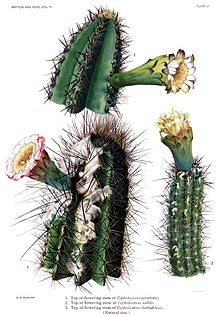 Cactaceae Vol II, VI тақта сүзілген.jpg