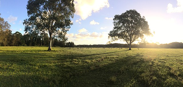 The sun setting in Coombabah Lake Conservation Park, 2018