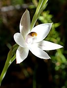 Thelymitra longifolia