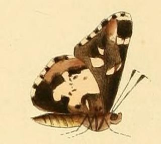 <i>Thespieus himella</i> species of insect