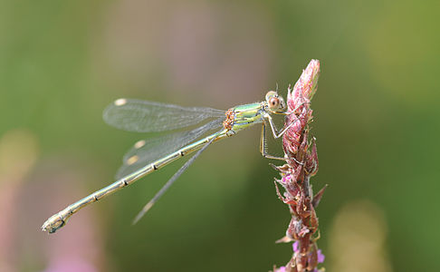 Chalcolestes viridis