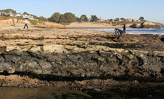 The intertidal zone is home to mussels, sea stars, sea anemones and limpets, seen here being studied by children. Tide pools in Santa Cruz from Spray-splash zone to low tide zone.jpg