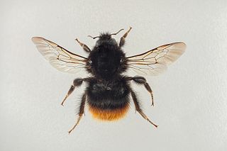 Bộ sưu tập Côn trùng - Page 38 320px-Tjuvhumle_%28Bombus_wurflenii%29