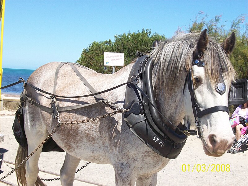 File:Tramway Horse Victor Harbor BF 002.JPG