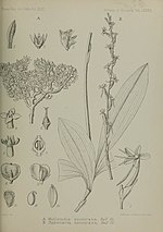 Vignette pour Wellstedia socotrana