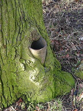 Secondary growth thickens the stem and roots, typically making them woody. Obstructions such as this metal post and stubs of limbs can be engulfed. Tree swallowing lamp post.JPG
