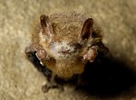 Individ med white nose syndrome