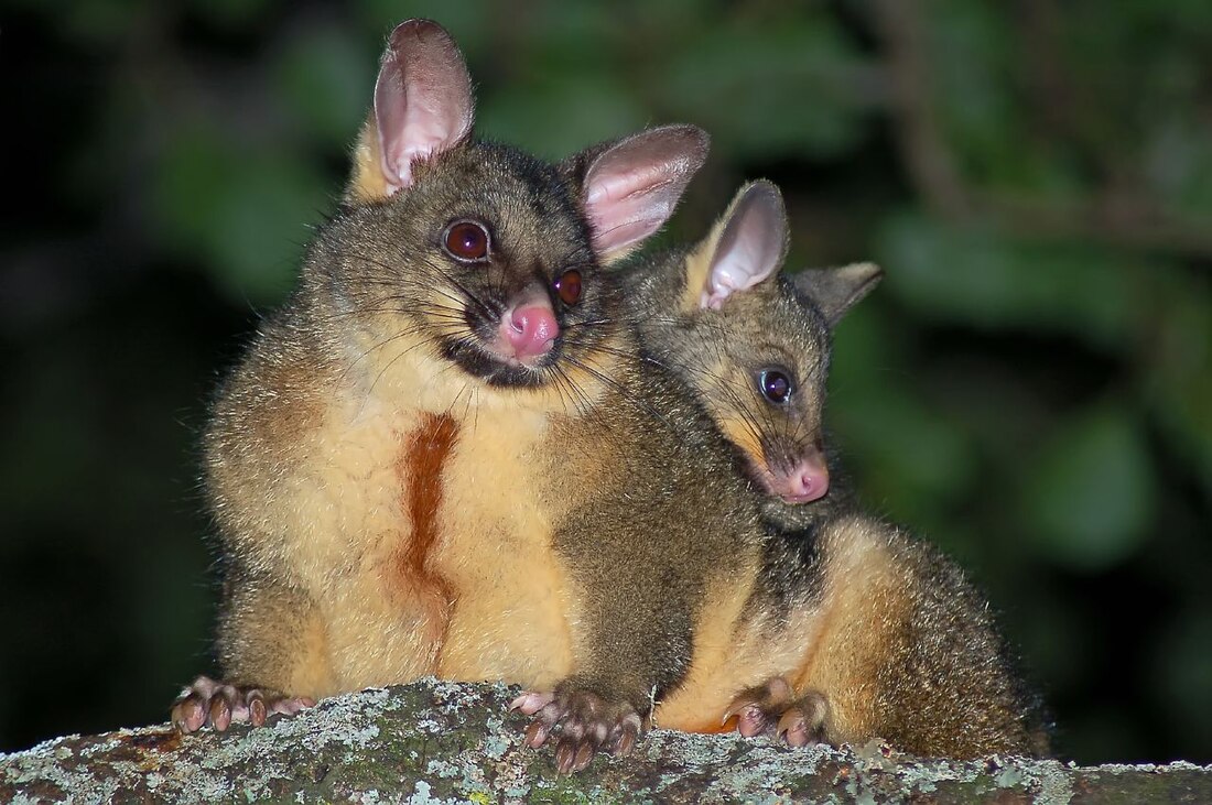 Trichosurus vulpecula