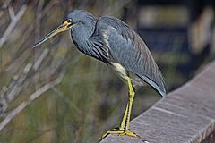 Tricolored Heron - Egretta tricolor, Anhinga Trail, Everglades National Park, Homestead, Florida.jpg