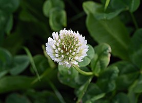 Fleur de trèfle blanc (Trifolium repens). (définition réelle 2 758 × 2 010)