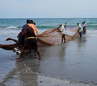 Les pêcheurs de la plage de Trinquemalay, Province de l’Est au Sri Lanka.-