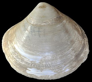 <i>Trinitasia</i> Genus of bivalves