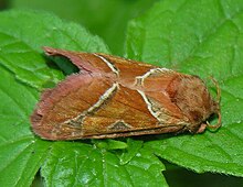 Triodia sylvina, самец.jpg