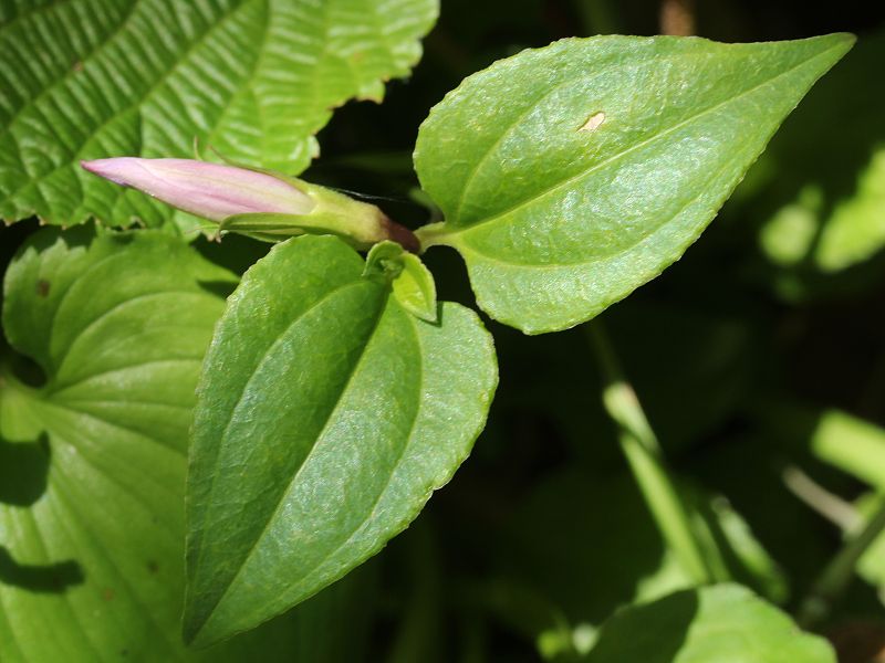 File:Tripterospermum trinervium bud s2.JPG