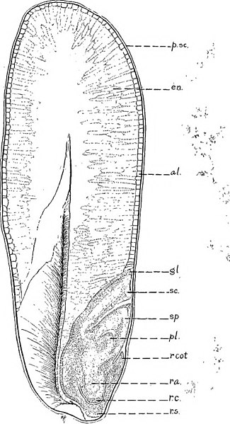 File:Triticum aestivum seed (02).jpg